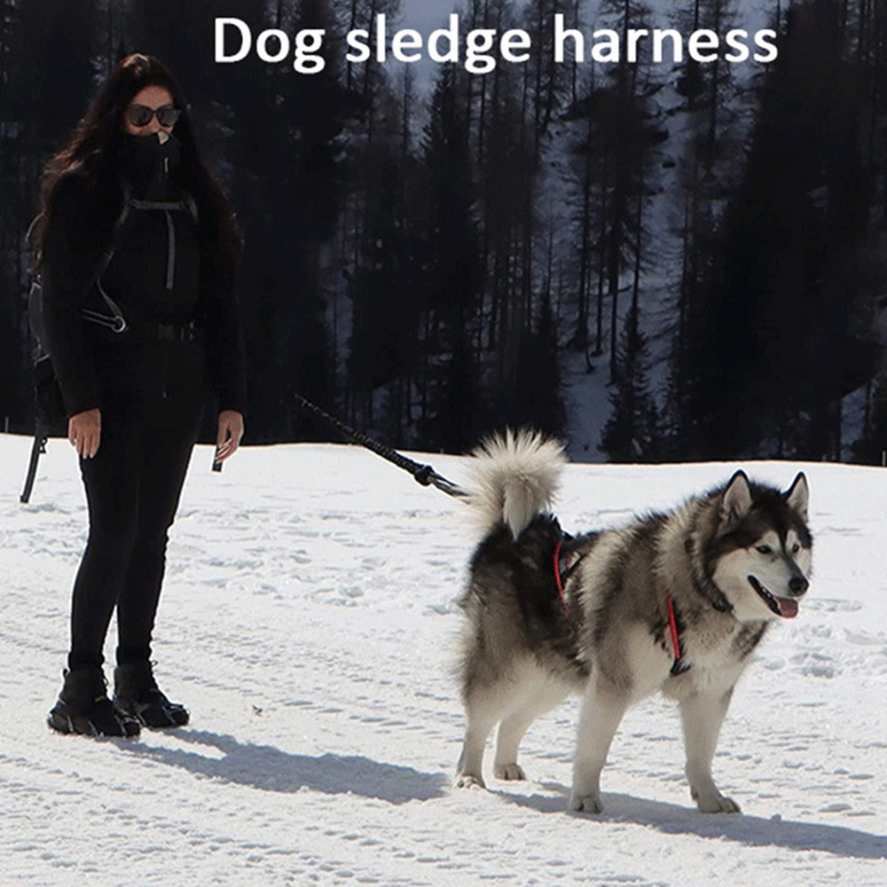 High Quality Big Dog Sledge Ha - đánh giá và giá Reflective Jacket Running