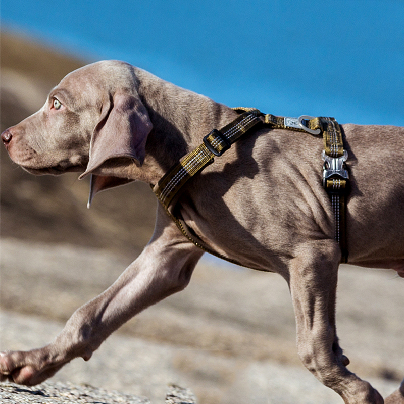 TRUELOVE Pet Harness Vest Ches - đánh giá và giá Reflective Jacket Running